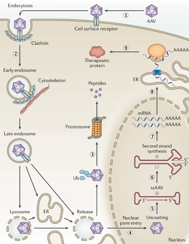 AAV gene therapy transcription